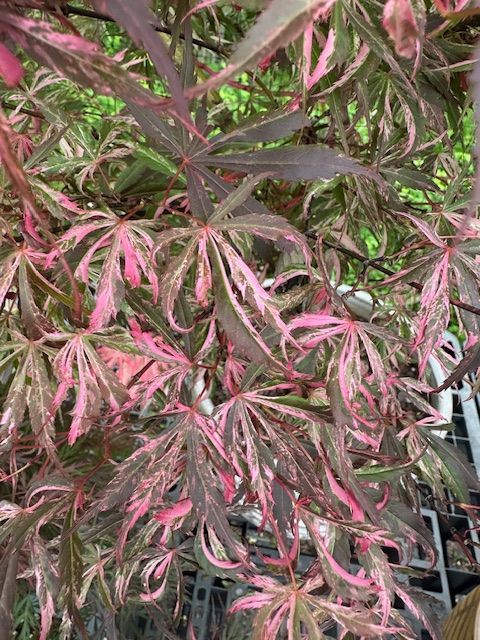 ザクザクアランビスチェ　MIMAE Variegated Varieties / Ten Mile Maples / Japanese Maple